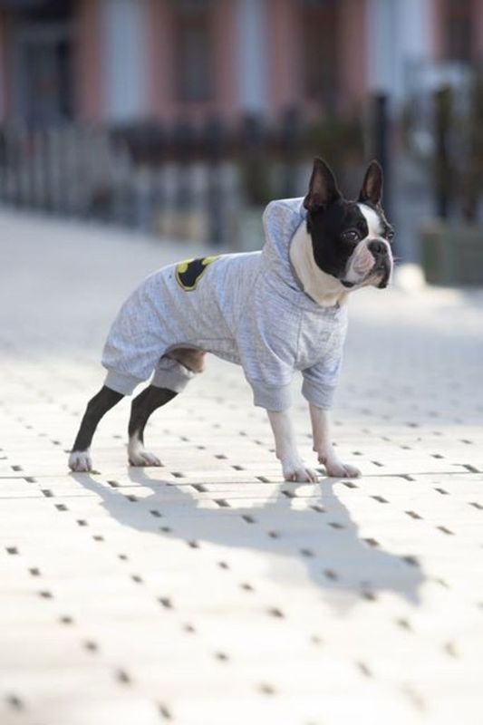 WAUDOG Hundjacka Softshell Batman