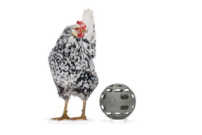 Snacksboll för Höns Återvunnen plast