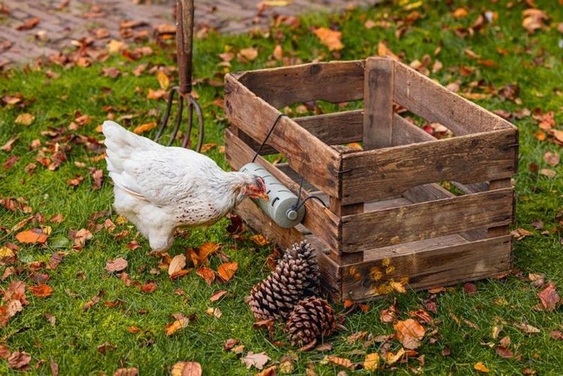 Snacksrulle för Höns Återvunnen plast