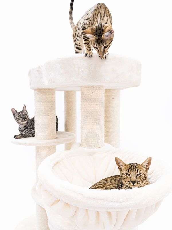 Klösträd Isabella 170