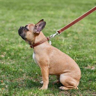 WAUDOG Soft Läderhalsband med Metalldekor Smart-ID Bricka, Brun