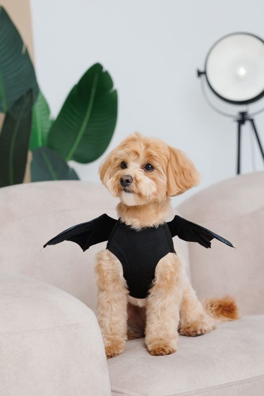 Fladdermusvingar till Hund