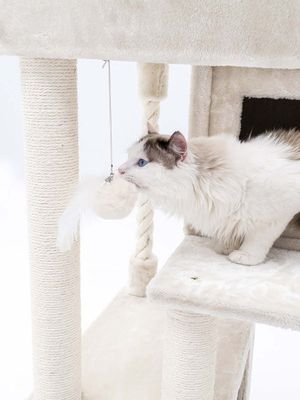 Funky Rebels Presentask 3X