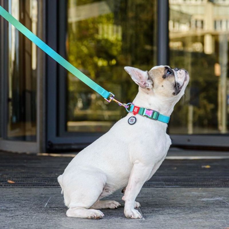 WAUDOG Hundhalsband Återvunnen Nylon med Smart ID-bricka Skiftande
