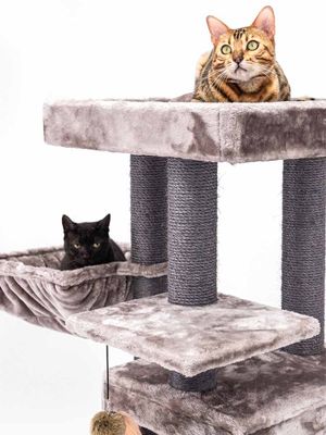 Klösträd Cleopatra 134