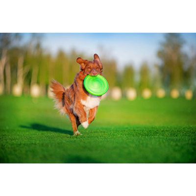 Hundfrisbee FLYBER 22cm Ljusgrön