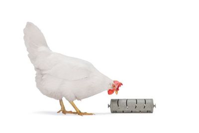 Snacksrulle för Höns Återvunnen plast