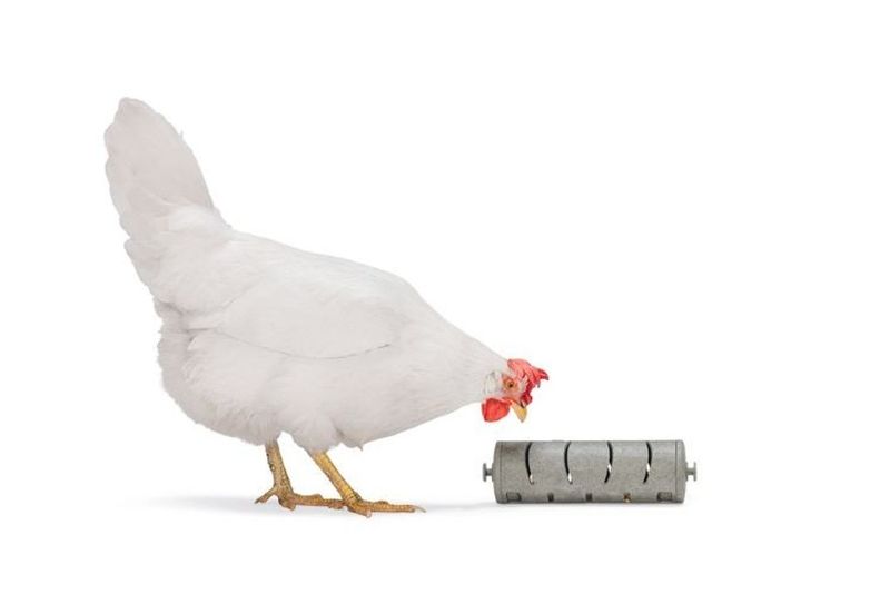 Snacksrulle för Höns Återvunnen plast