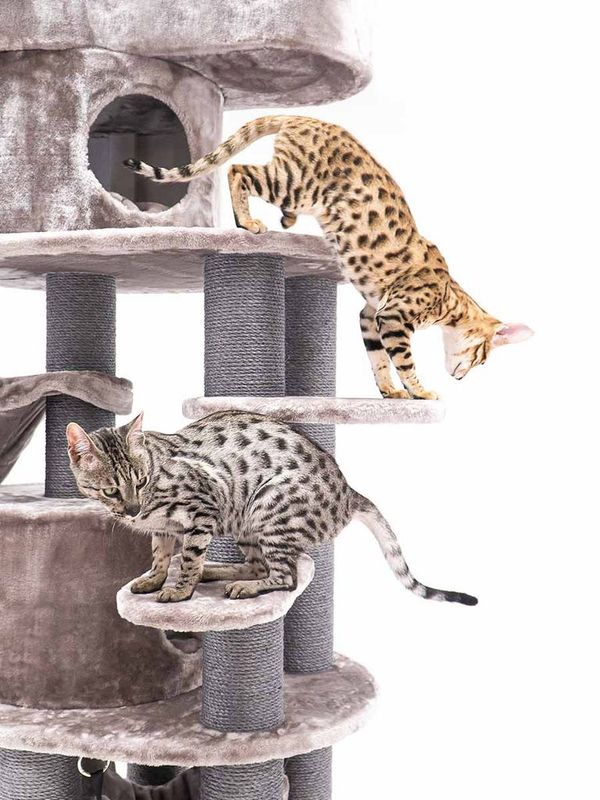 Klösträd Isabella 210