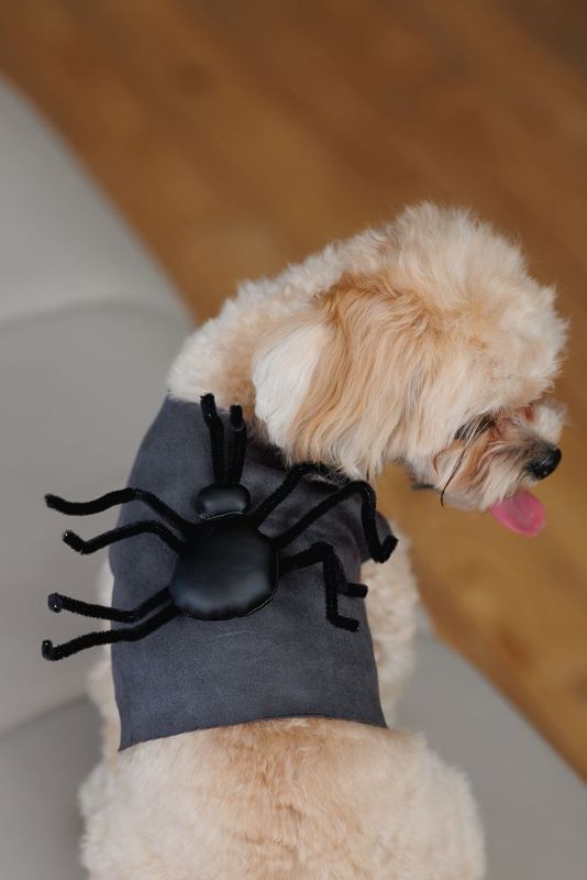 Spindelben till Hund