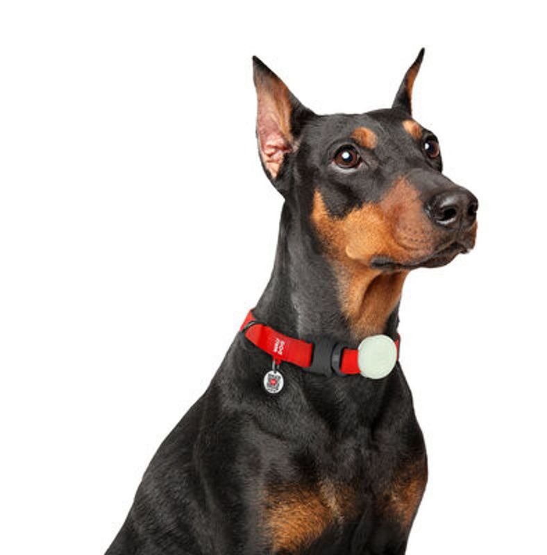 WAUDOG AirTag fodral för Katt- Hundhalsband
