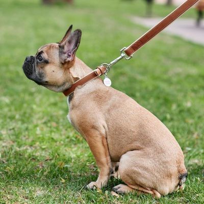 WAUDOG Soft Läderhalsband med Smart-ID Bricka, Brun