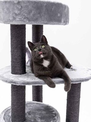 Klösträd Charlotte 134