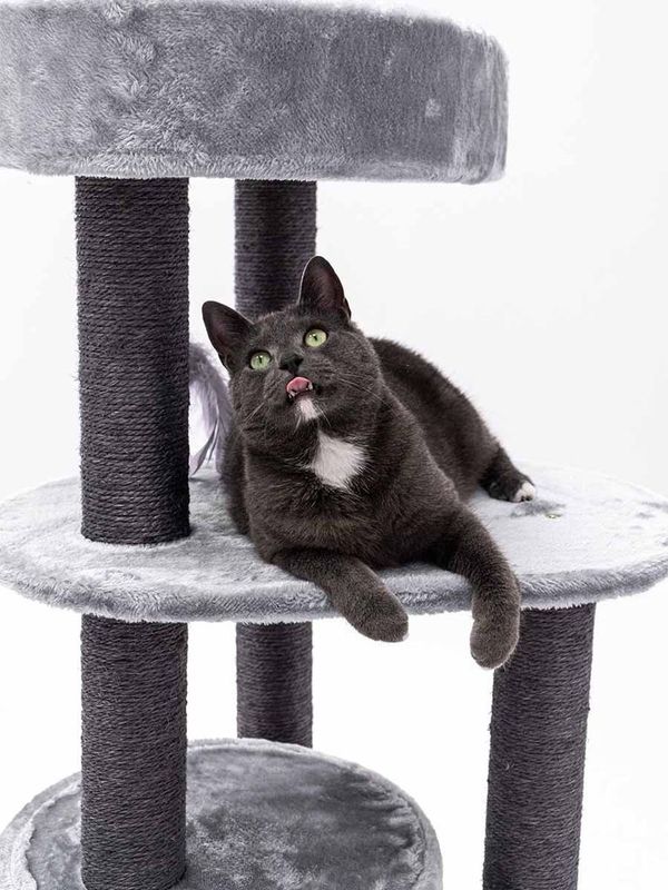 Klösträd Charlotte 134