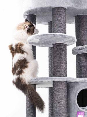 Klösträd Isabella 170