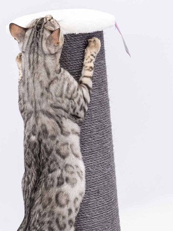 Klöspelare Savannah 86