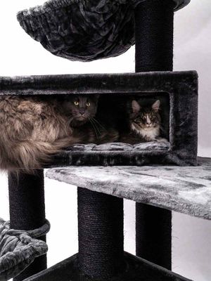 Klösträd Alley 200