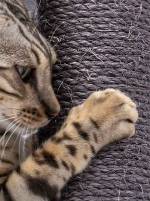 Klösträd Ramses 158