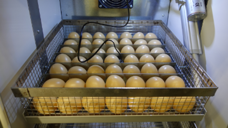 Äggkläckare RoboCipa 50 Automatisk Fukt & Temperaturkontroll