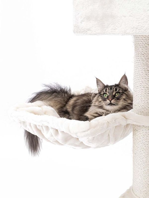 Klösträd Cleopatra 134