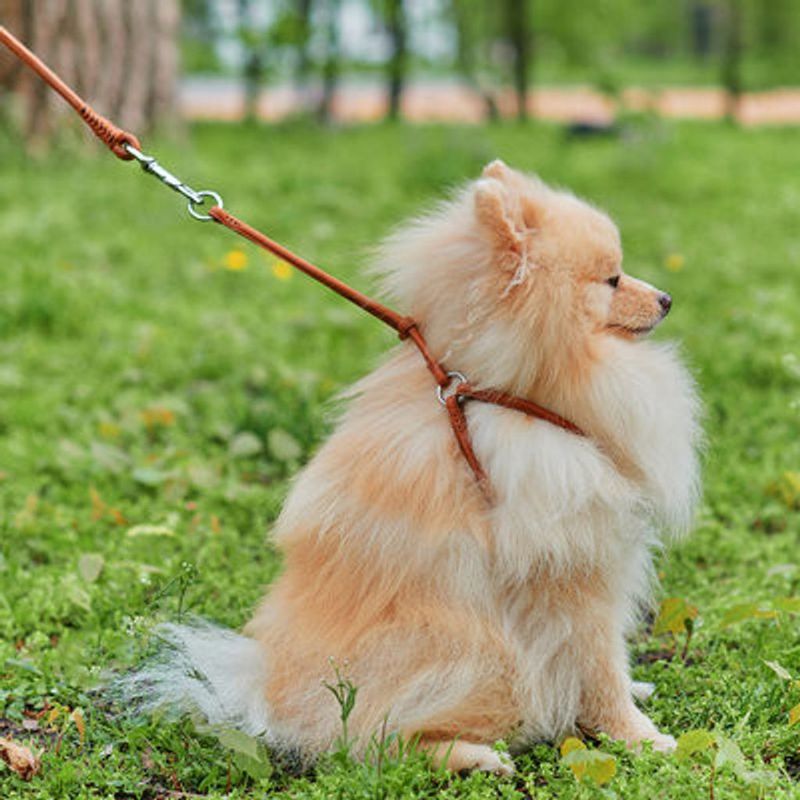 WAUDOG Soft Rundsytt Lädersele med Smart-ID Bricka