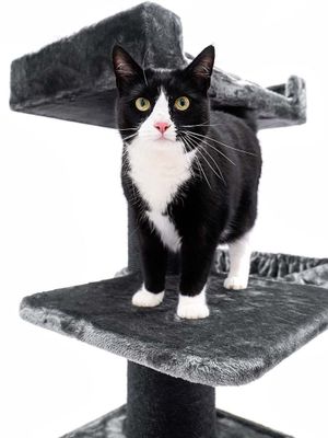 Klösträd Ragdoll 179