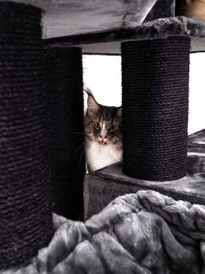 Klösträd Alley 200