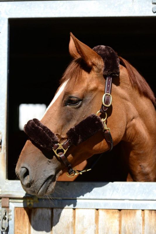 Kentucky Sheepskin Halter Set
