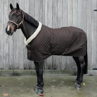 Kentucky Horsewear show rug 160g brown