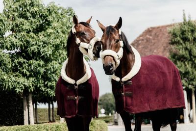 Kentucky Fleece show rug heavy bordeaux