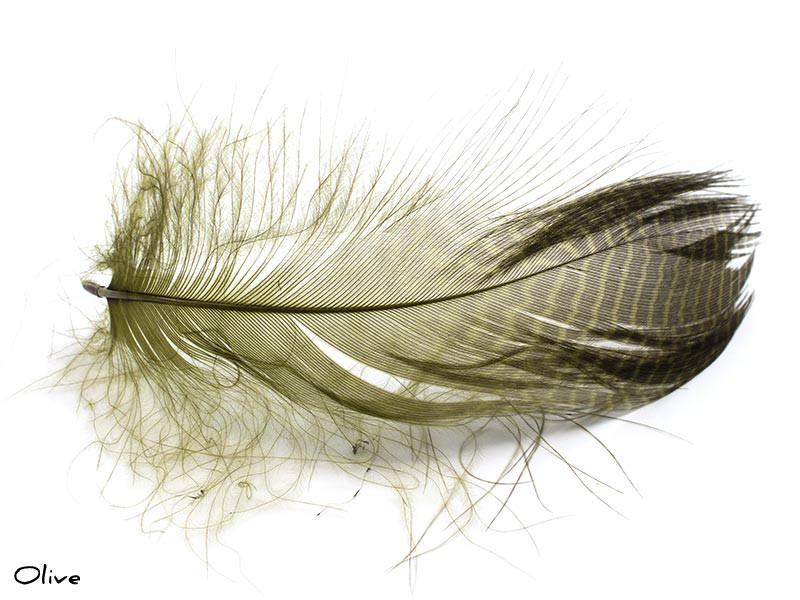 Gadwall Barred Flank (Olive)