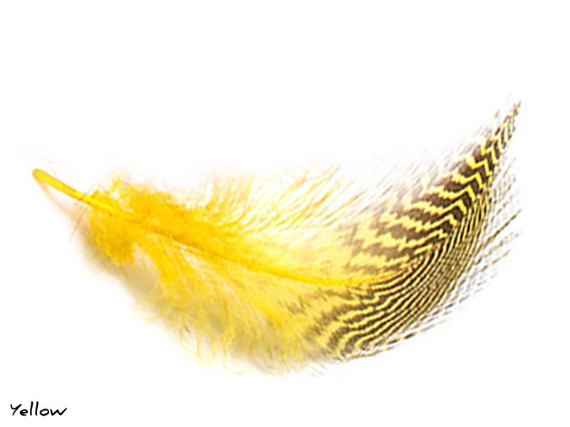 Gadwall Barred Flank (Yellow)