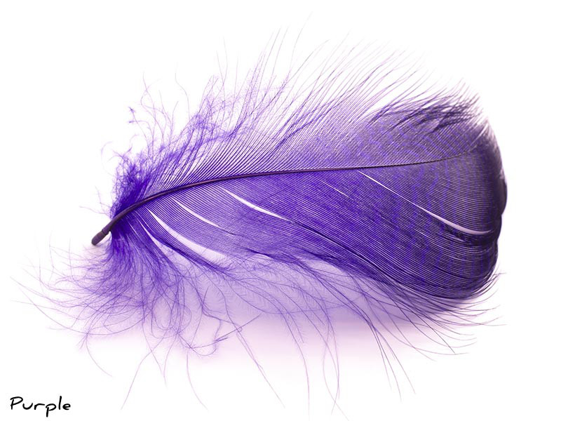 Gadwall Barred Flank (Purple)