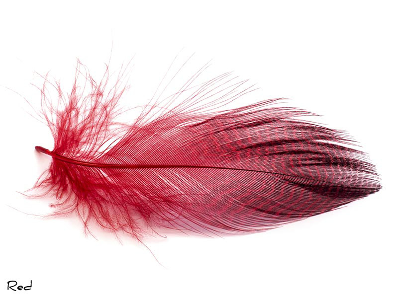 Gadwall Barred Flank (Red)