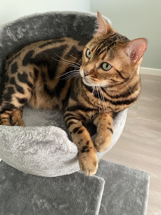 Klösmöbel ljusgrå tre våningar