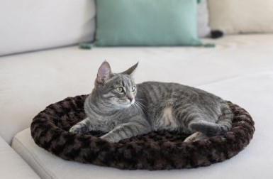 Kattbädd cosy brun