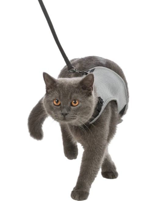 Mjuk kattsele med koppel