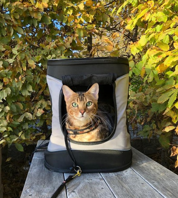 Katt Ryggsäck Timon Grå