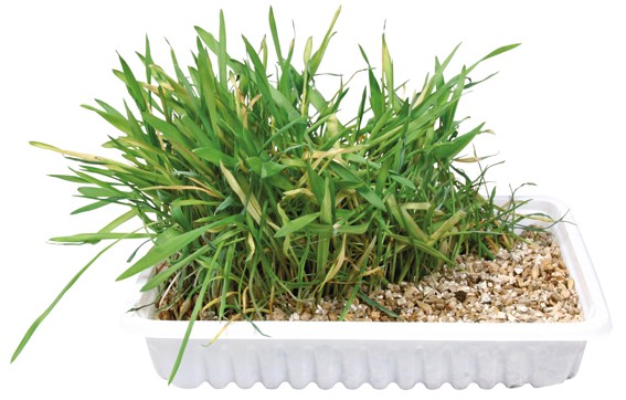 Kattgräs med Odlingslåda - 100 g