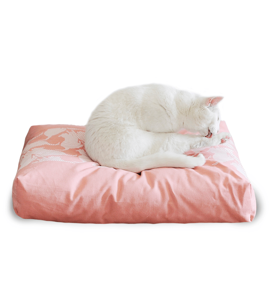 PADI modern catbed rose