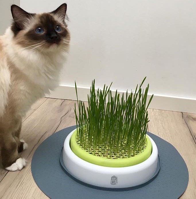 CatIt Senses Grass Garden