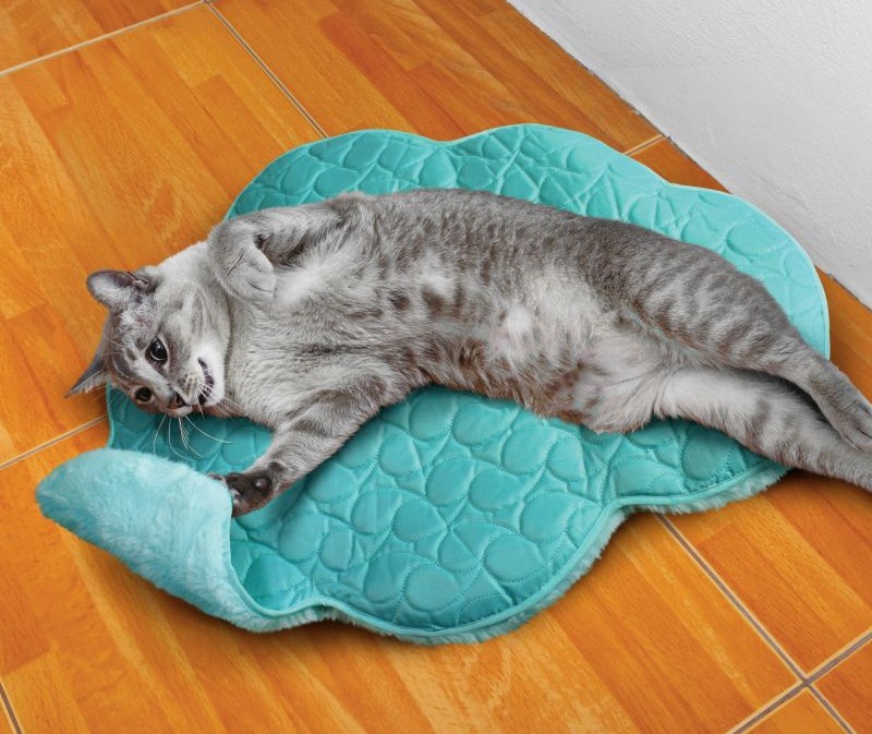 Kattdyna Kong Cat Cloud Spaces