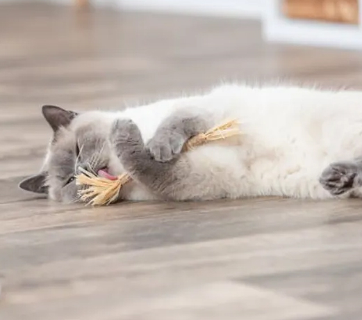 Katt som leker med Matatabi kattleksak