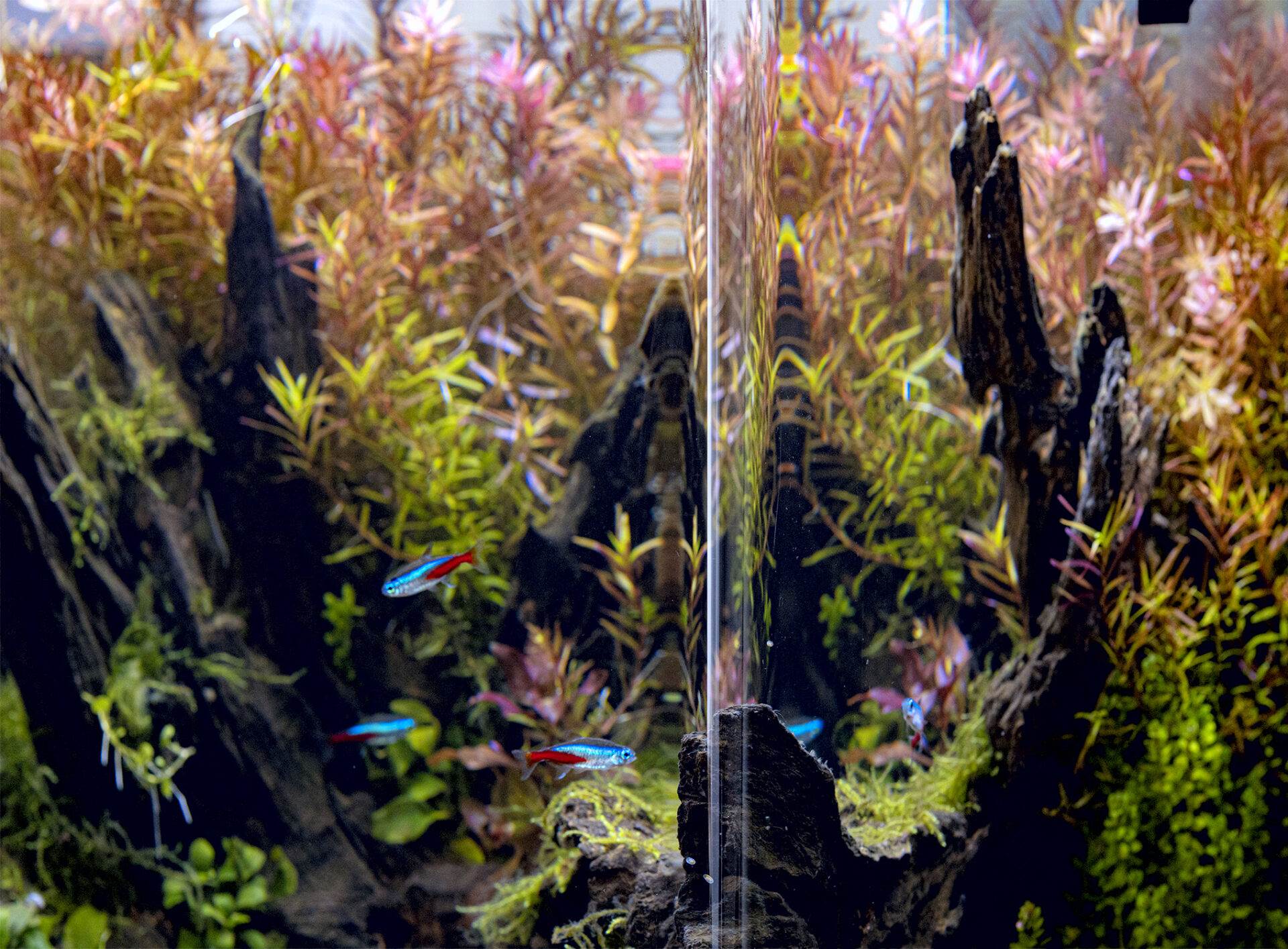 Nytt akvarium?